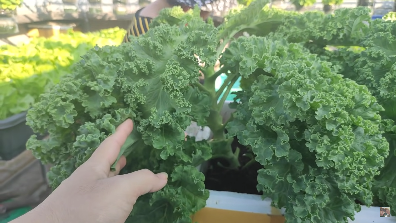 [HCM] Cải xoăn Kale Việt Thái 2g