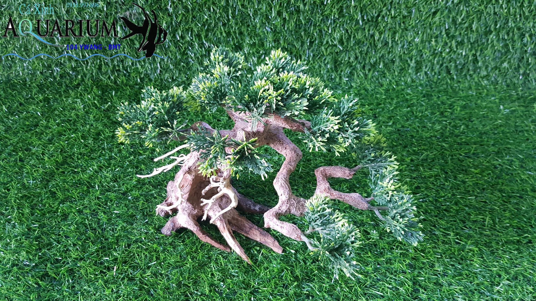 Bonsai tán tùng size nhỏ cho bể cá