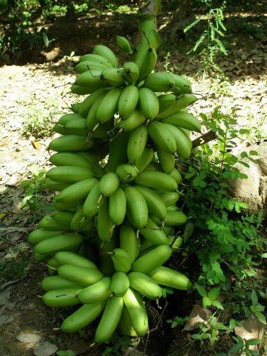 Cây giống chuối cau