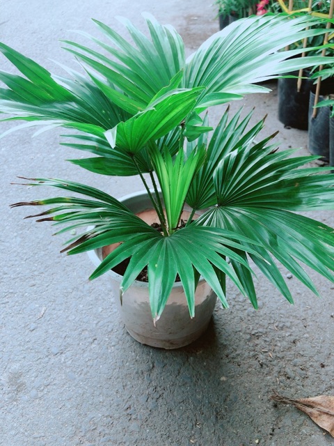Cây Cọ Kiểng