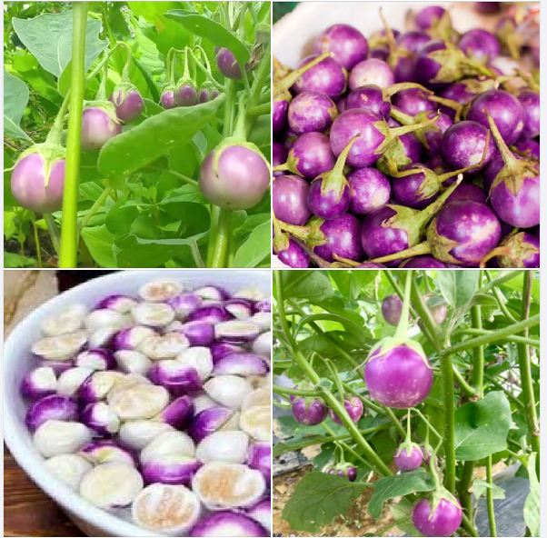 Hạt Giống Cà Pháo Tím - Gói 0.5 gram
