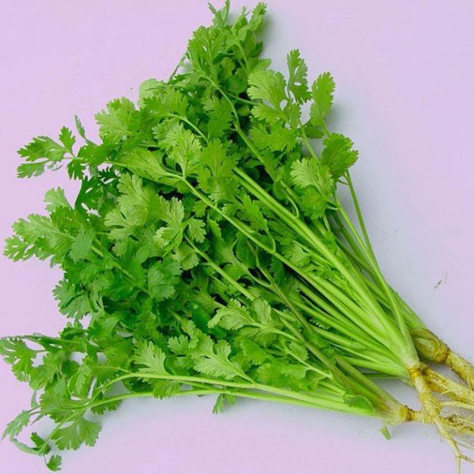 Hạt giống ngò rí - gói 20 gram