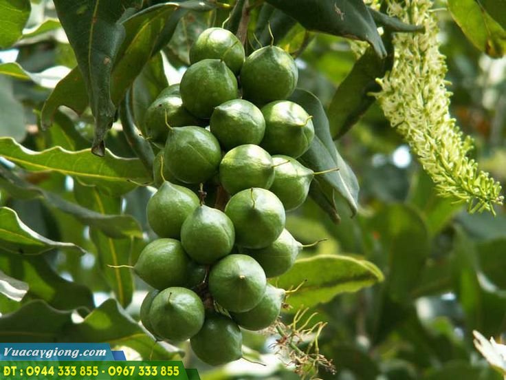Hạt macca, Mắc Ca Tây Nguyên Sấy Nứt (Có Tặng Dụng Cụ Tách Vỏ)