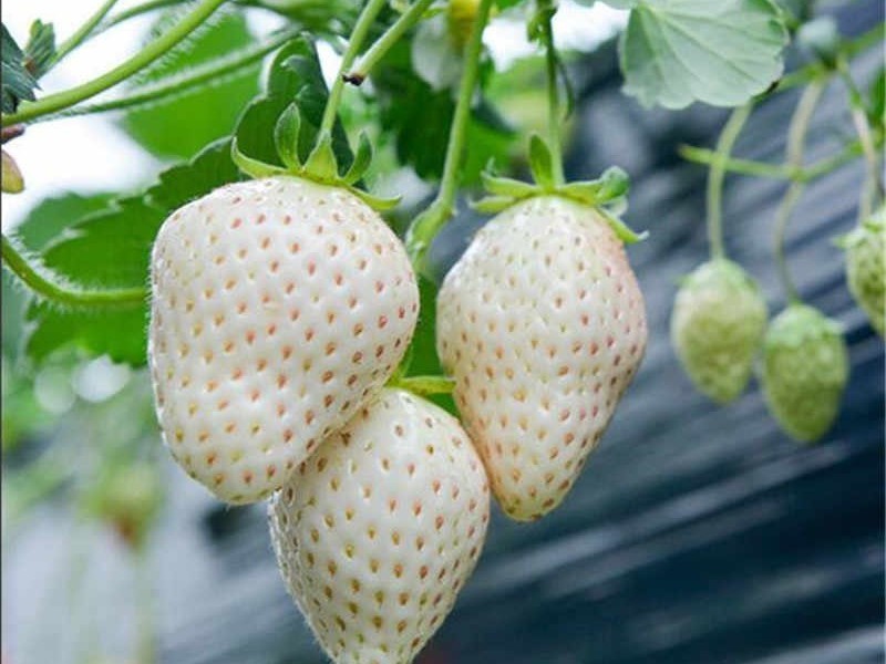 Hạt giống Dâu Tây Dứa (Dâu Tây Trắng) Vị Dễ Nghiền Và Nhiều Giá Trị Dinh Dưỡng (Gói 30 Hạt) - Nông Sản Vàng