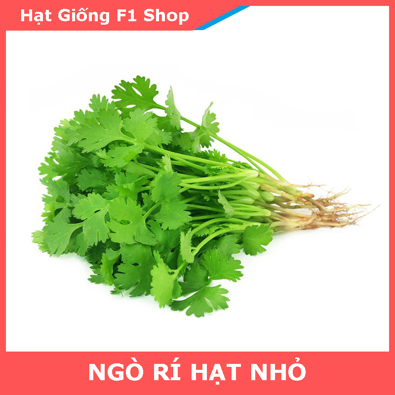 Hạt Giống Ngò Rí Hạt Nhỏ Dễ Trồng
