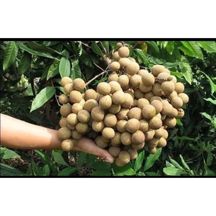 CÂY GIỐNG NHÃN KHÔNG HẠT