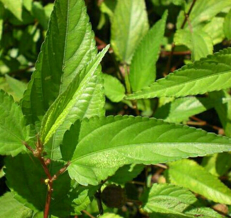 Hạt Rau Đay Đỏ - Gói 10 Gram