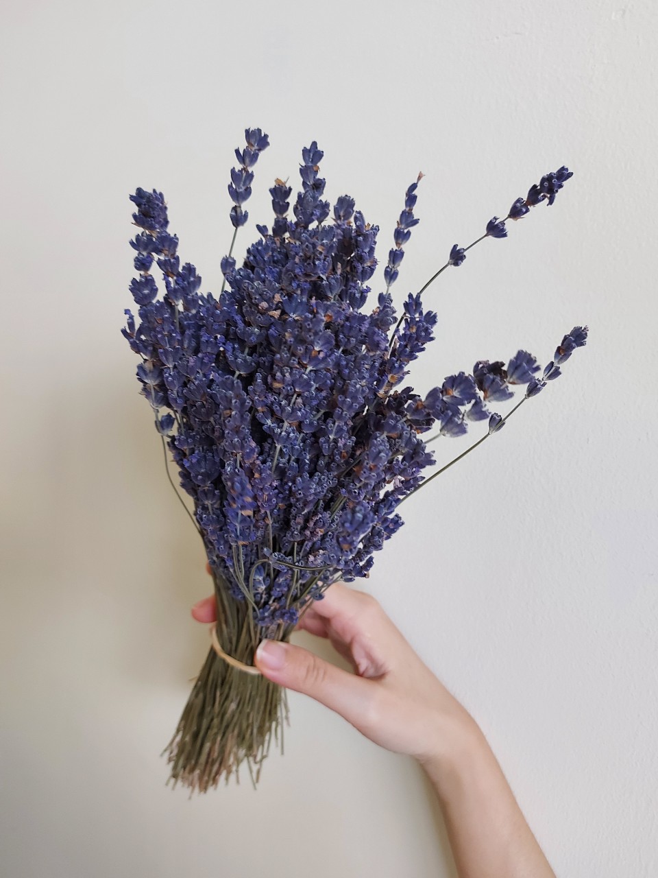 Bó Lavender khô Pháp 300 cành
