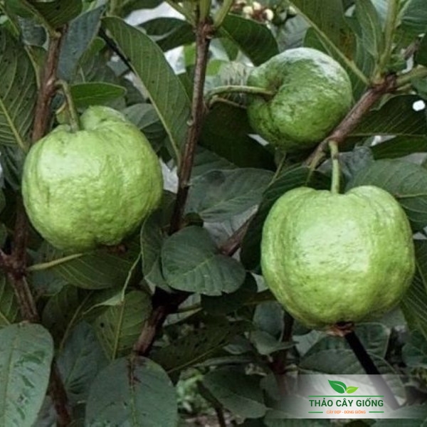 Sapling Guava Queen- same Guava High Yield