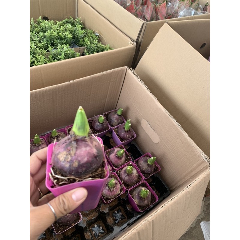 Cây tiên ông Bầu đất