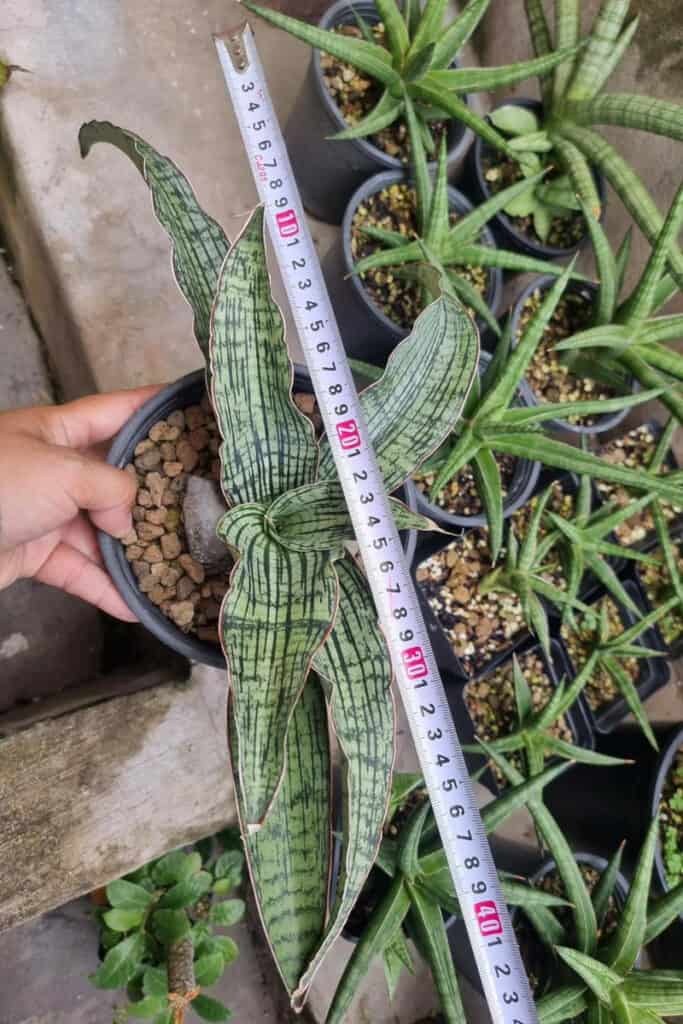 Cây lưỡi hổ Cleopatra - Sansevieria Cleopatra