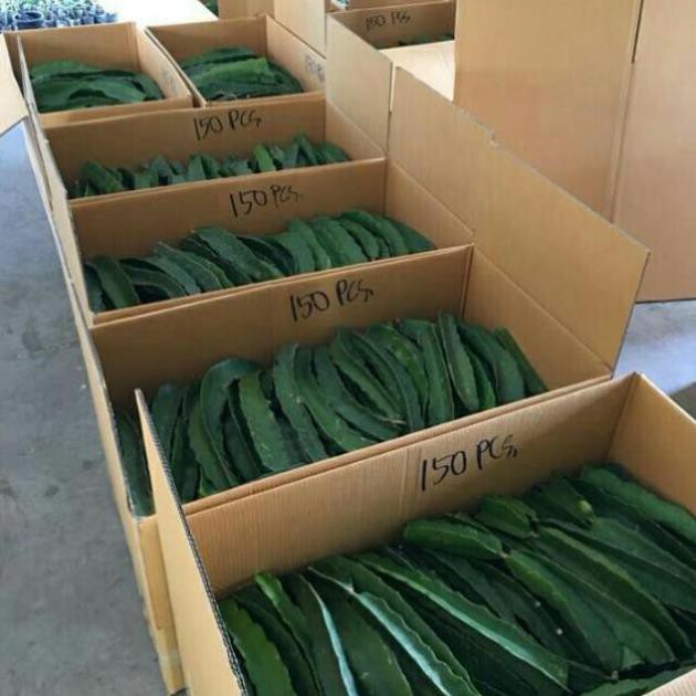 Cây Thanh Long Vỏ Vàng Nhập Khẩu 100%
