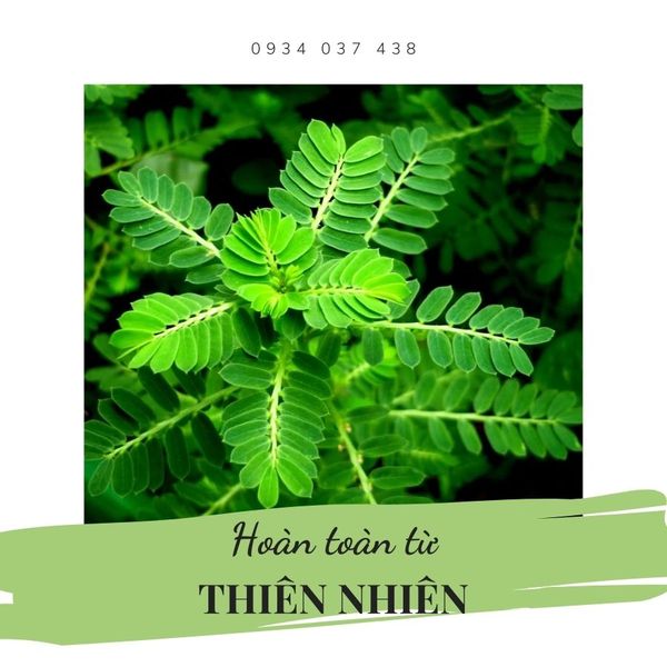 BỘT DIỆP HẠ CHÂU