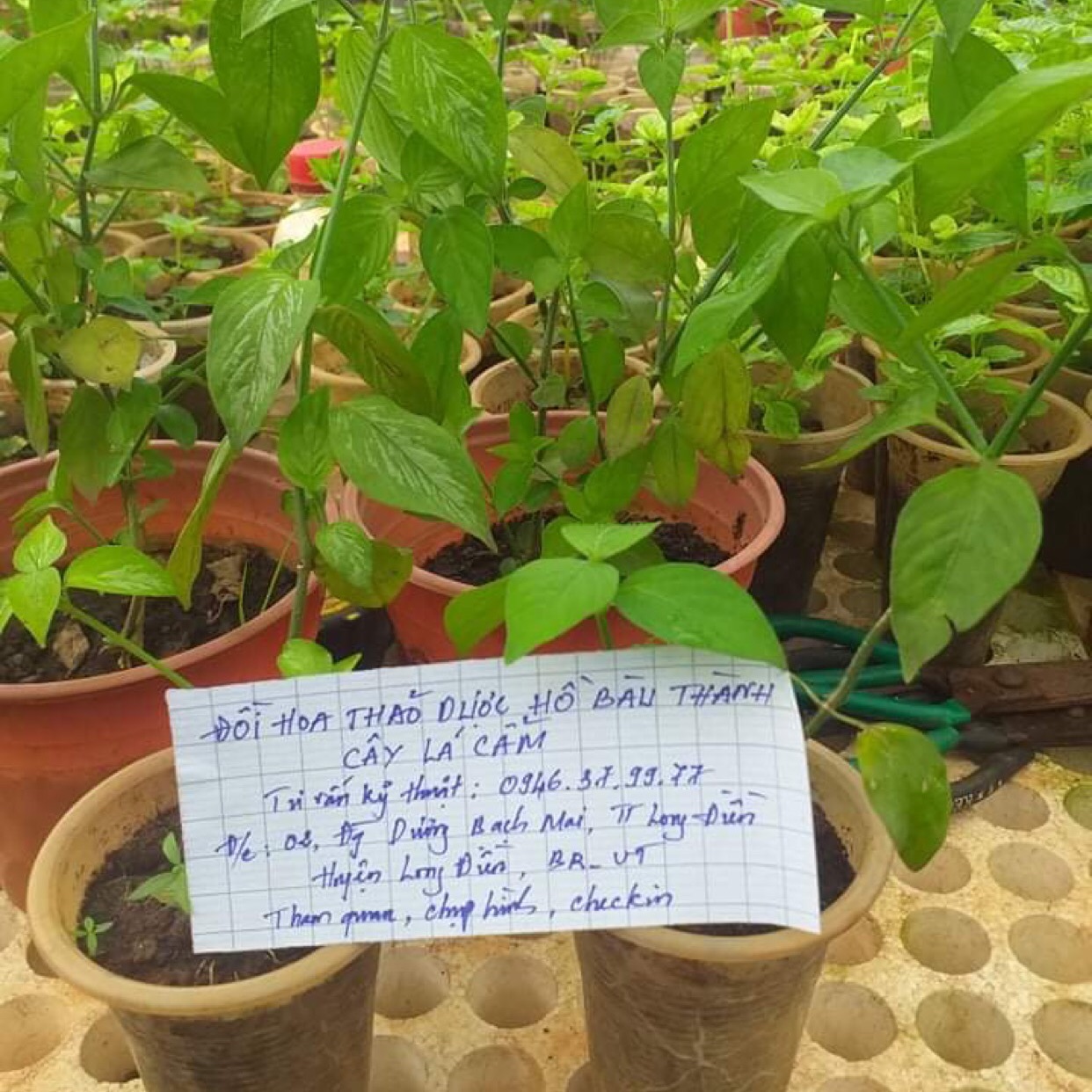 Cây lá cẩm đỏ, tím