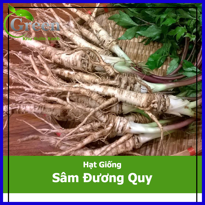 Hạt Giống Sâm Đương Quy Thảo Dược
