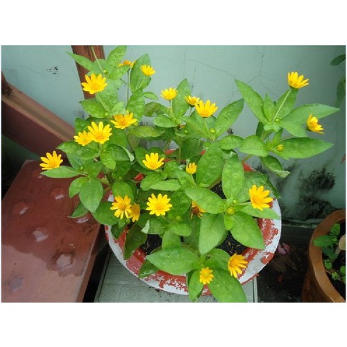 Hạt giống hoa cúc mặt trời - 1 gói 50 hạt