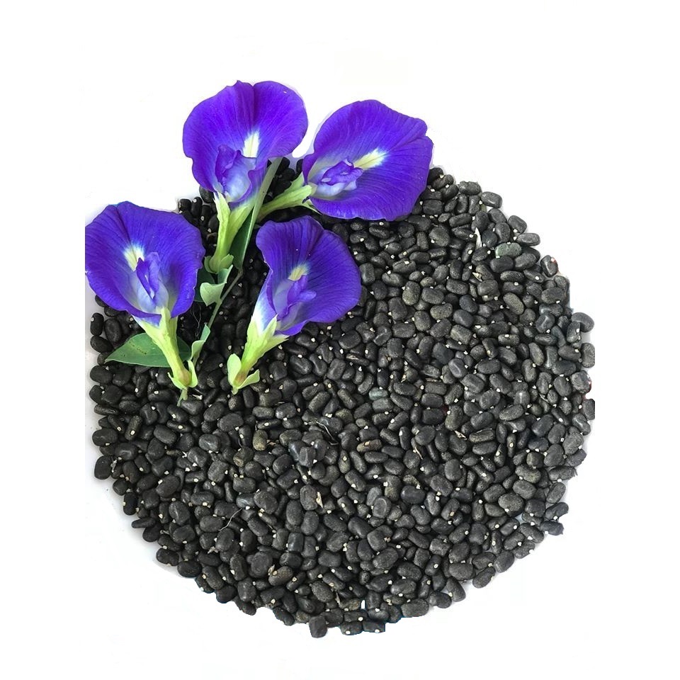 Hạt giống hoa đậu biếc
