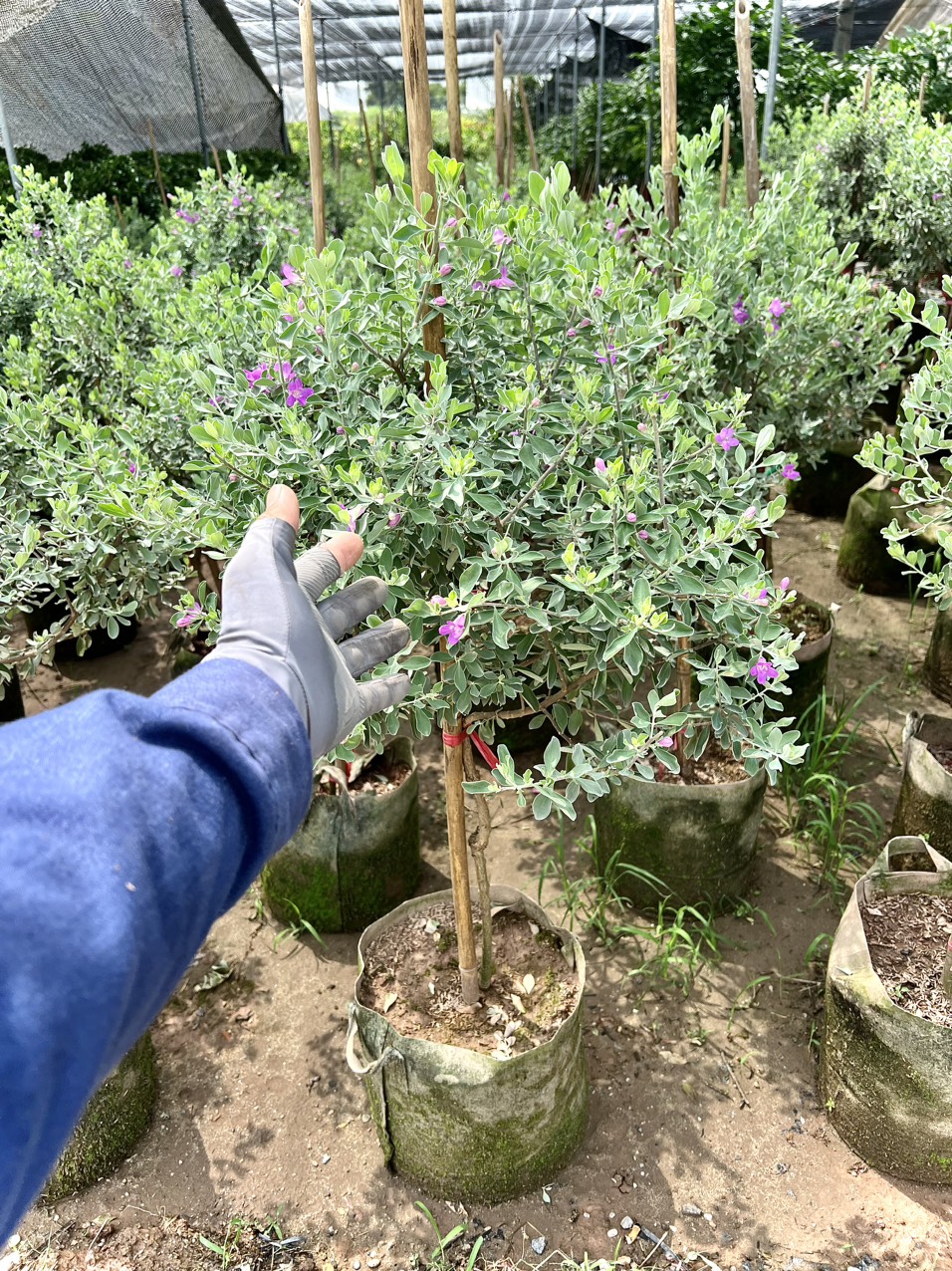 Cây tuyết sơn phi hồng dáng tree cao 1m2 đang hoa (ảnh thật)