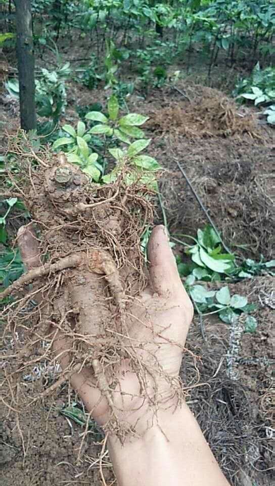 500g củ tam thất tươi