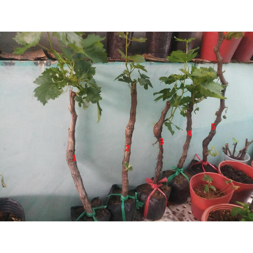 NHO NGÓN TAY KHÔNG HẠT-CÂY GIỐNG