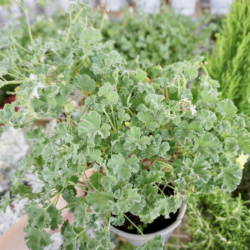 Cây Phong Lữ Táo JUN GARDEN Apple Geranium, Rất Thơm Và Dễ Chăm Sóc