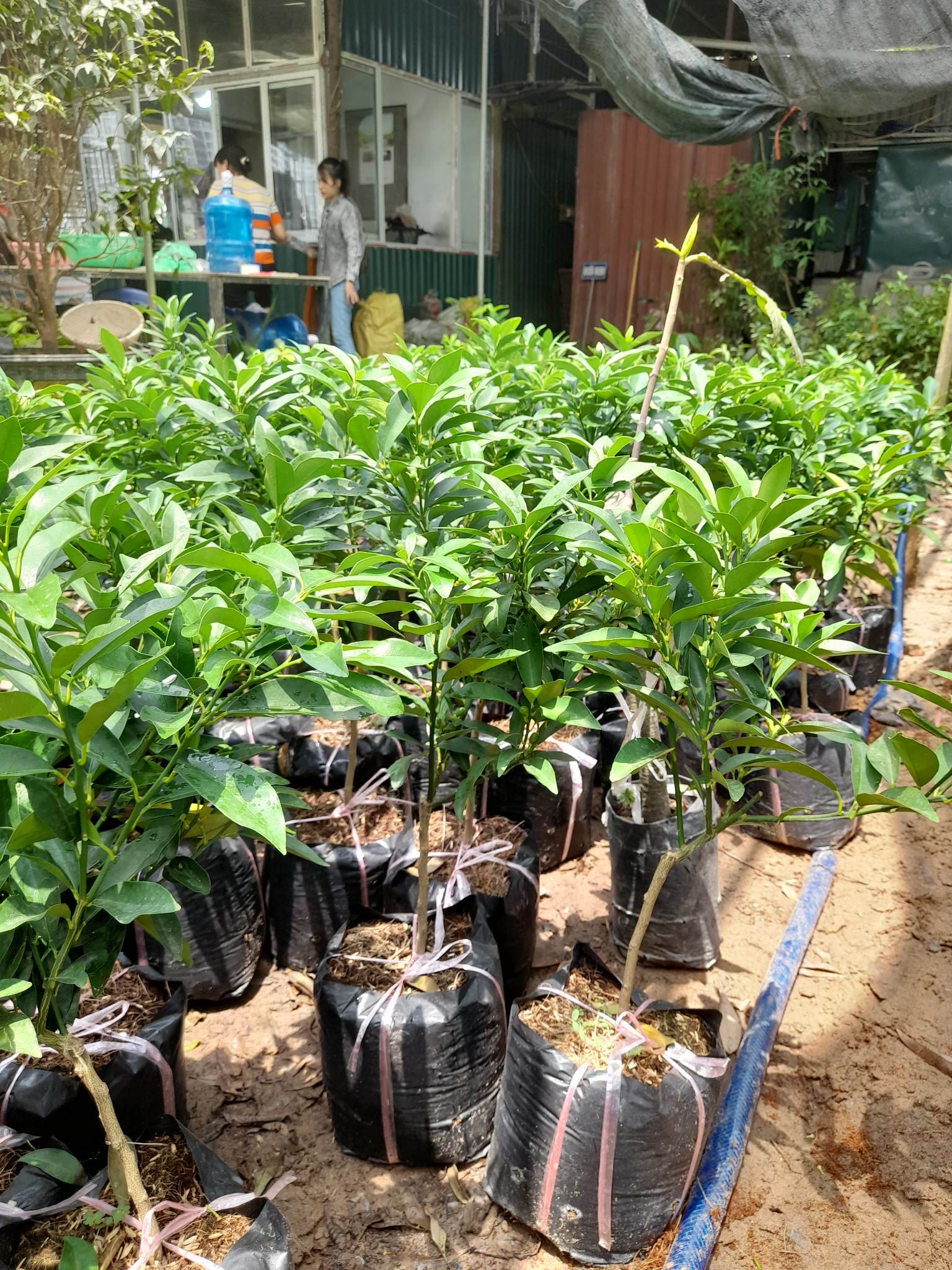Quất Trái Dài-Cây Ăn Trái+Tặng kèm phân bón