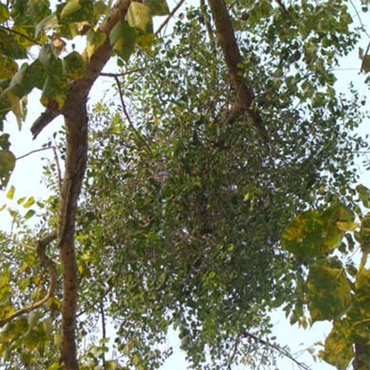 cây tầm gửi gạo khô 1kg