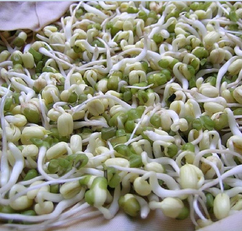 "Gói 100Gr Hạt " Hạt giống mầm đậu xanh ( mầm giá )