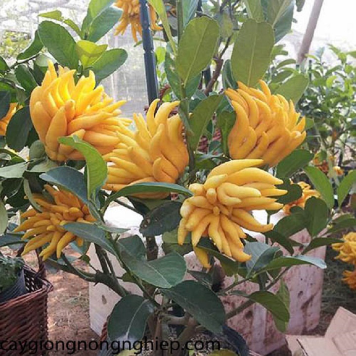 Cây giống phật thủ siêu quả siêu kinh tế