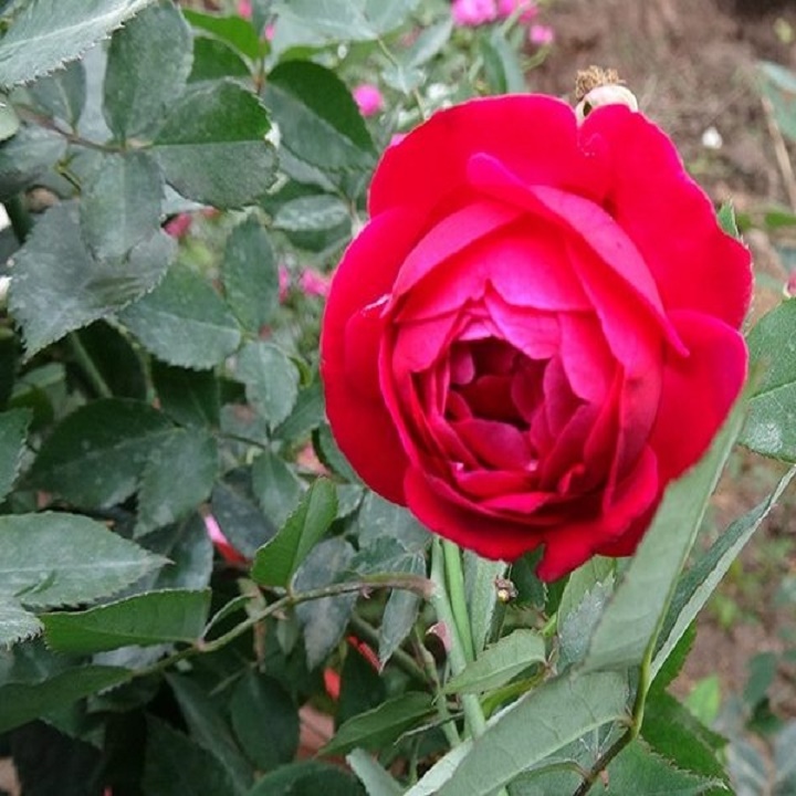 ombo 2 bầu Hồng cổ Đỏ Huế – Hồng Quế Son cổ thơm , cây giống bầu ươm nguyên bản từ cây mẹ xịn