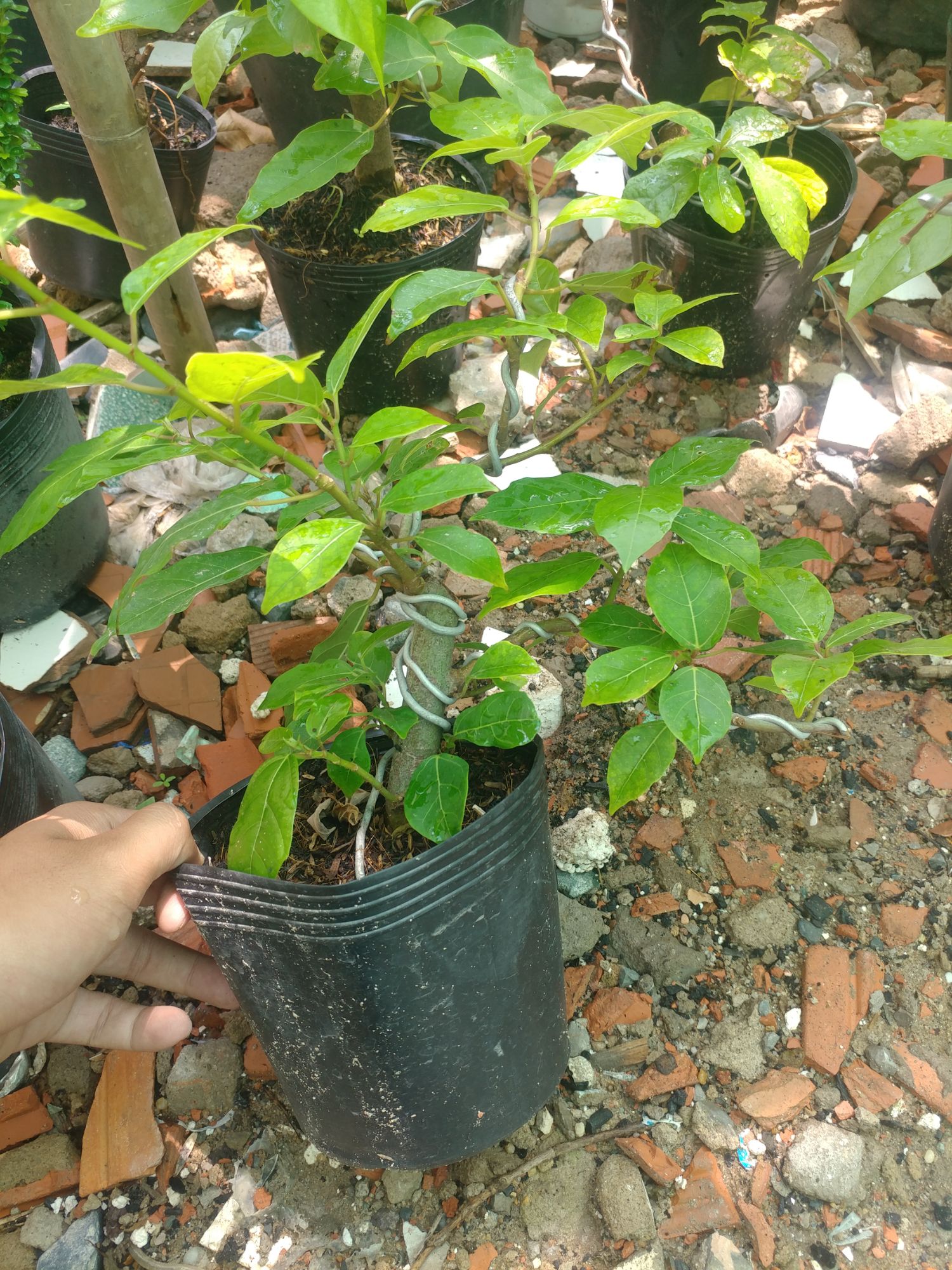cây sung bonsai mini
