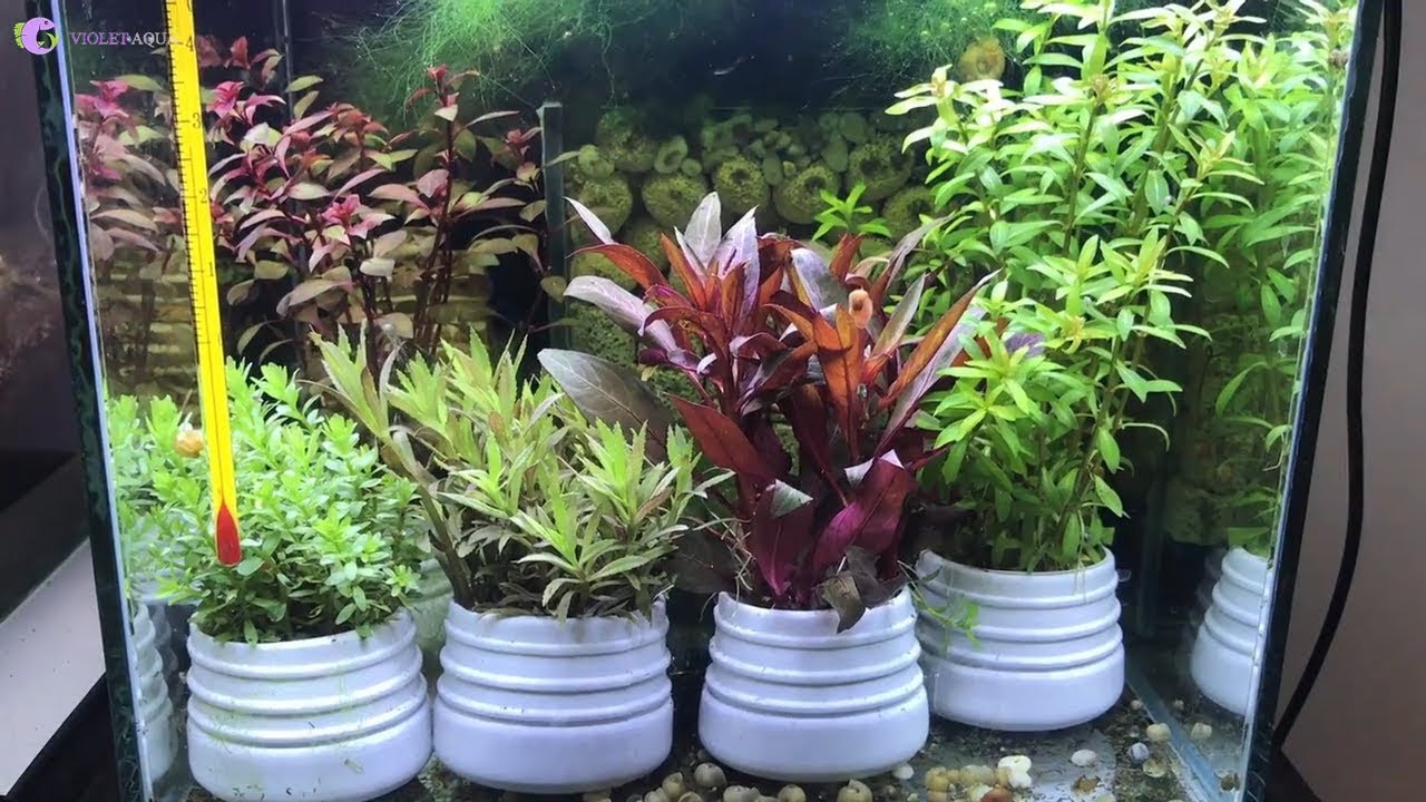 Cây thủy sinh cắt cắm dễ trồng, không cần Co2