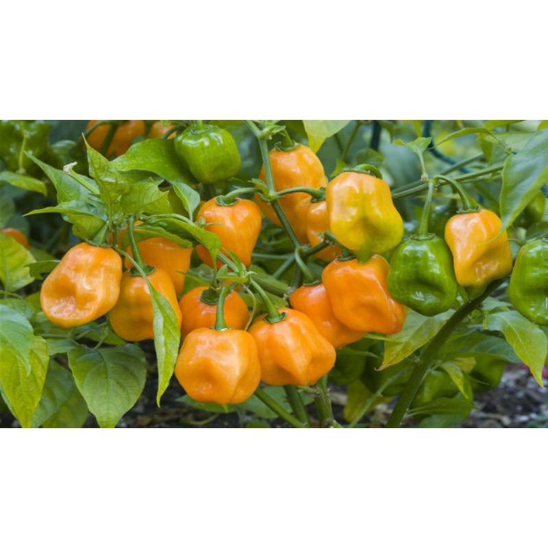 (Nk Mỹ) Hạt Giống Ớt Cam Siêu Cay Habanero - 15 Hạt