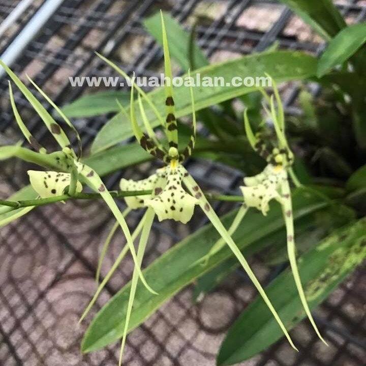 [HCM]Vũ Nữ Nhện Xanh