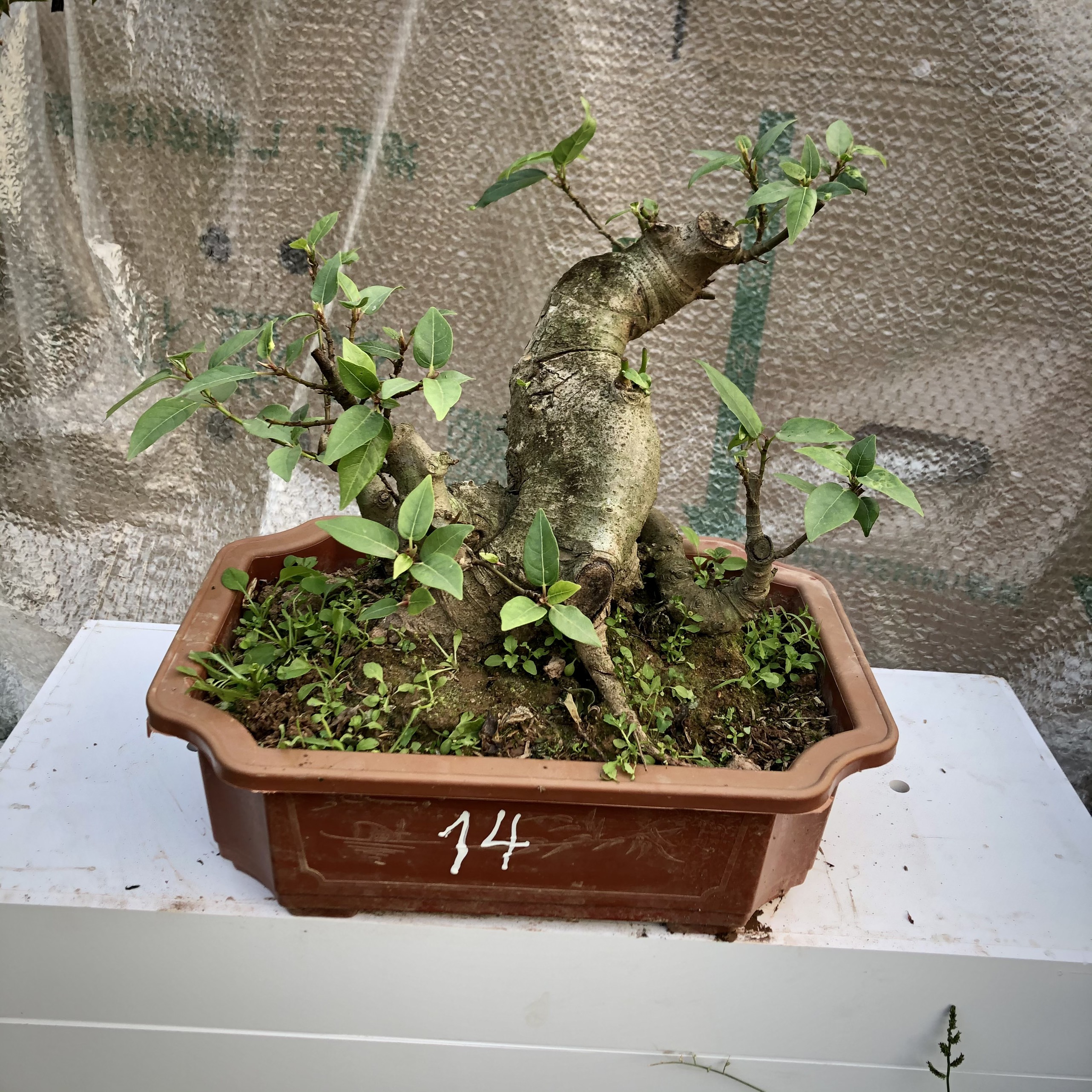 cây sung bonsai (9-18) ảnh thật đã đánh số tùy chọn