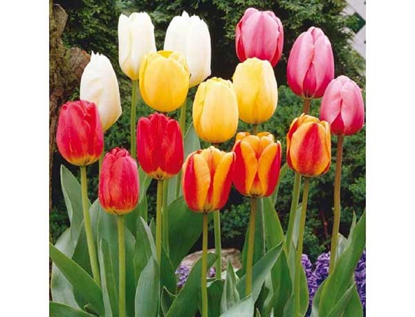 COMBO 5 CỦ GIỐNG HOA TULIP