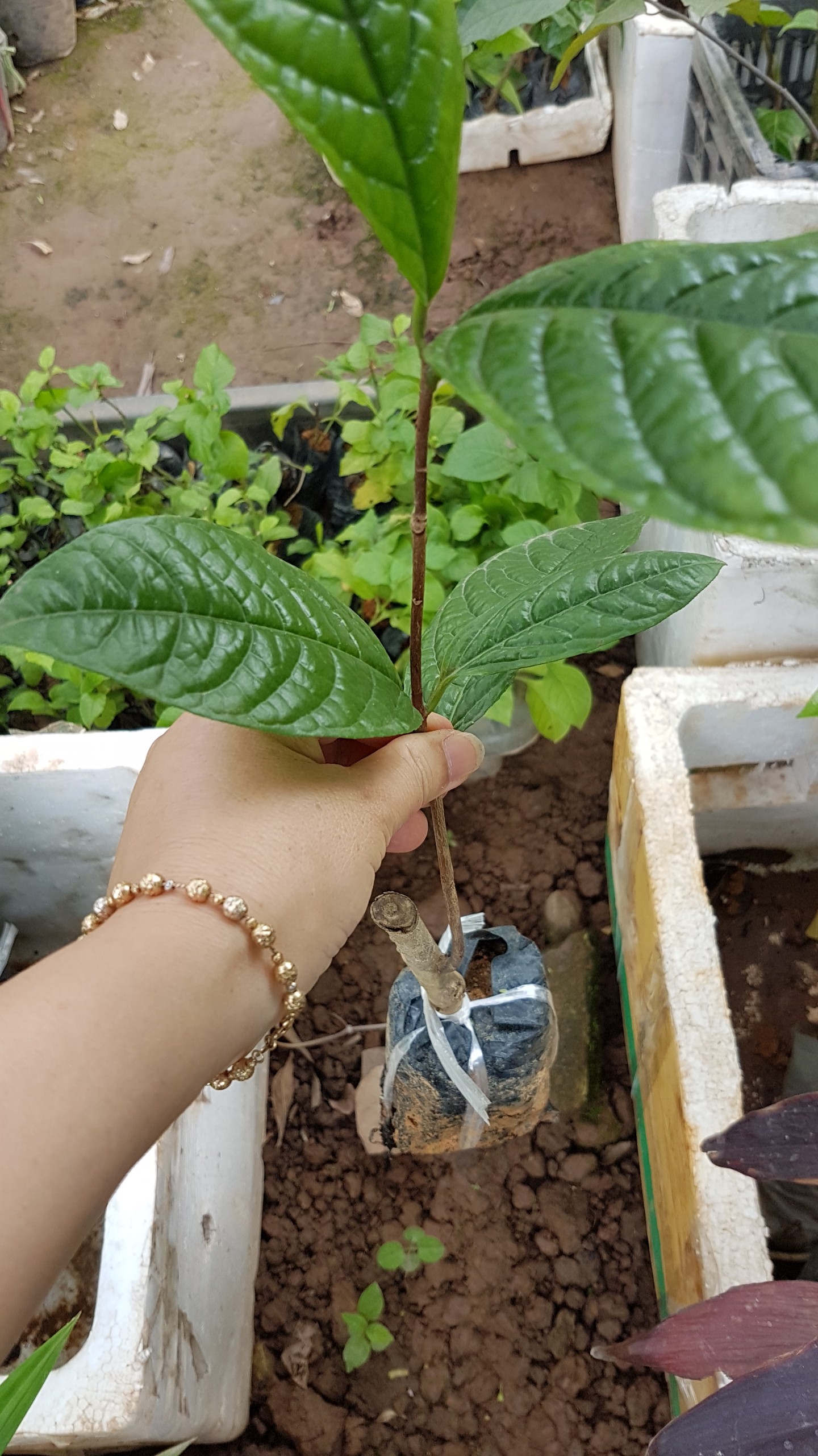 Trà hoa vàng - Cây khỏe trong bầu ươm