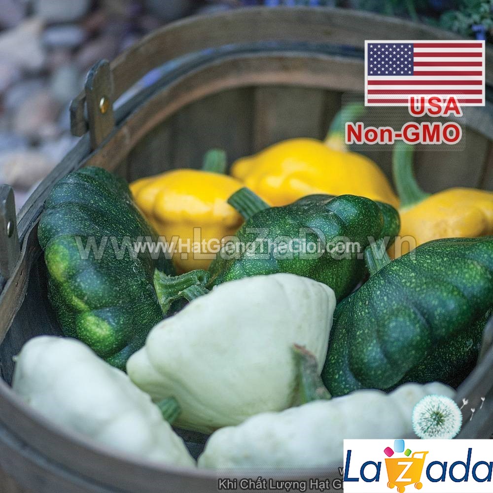 6GR 90.HẠT Hạt Giống Bí Dĩa Bay Mix Màu (| B14*W34)