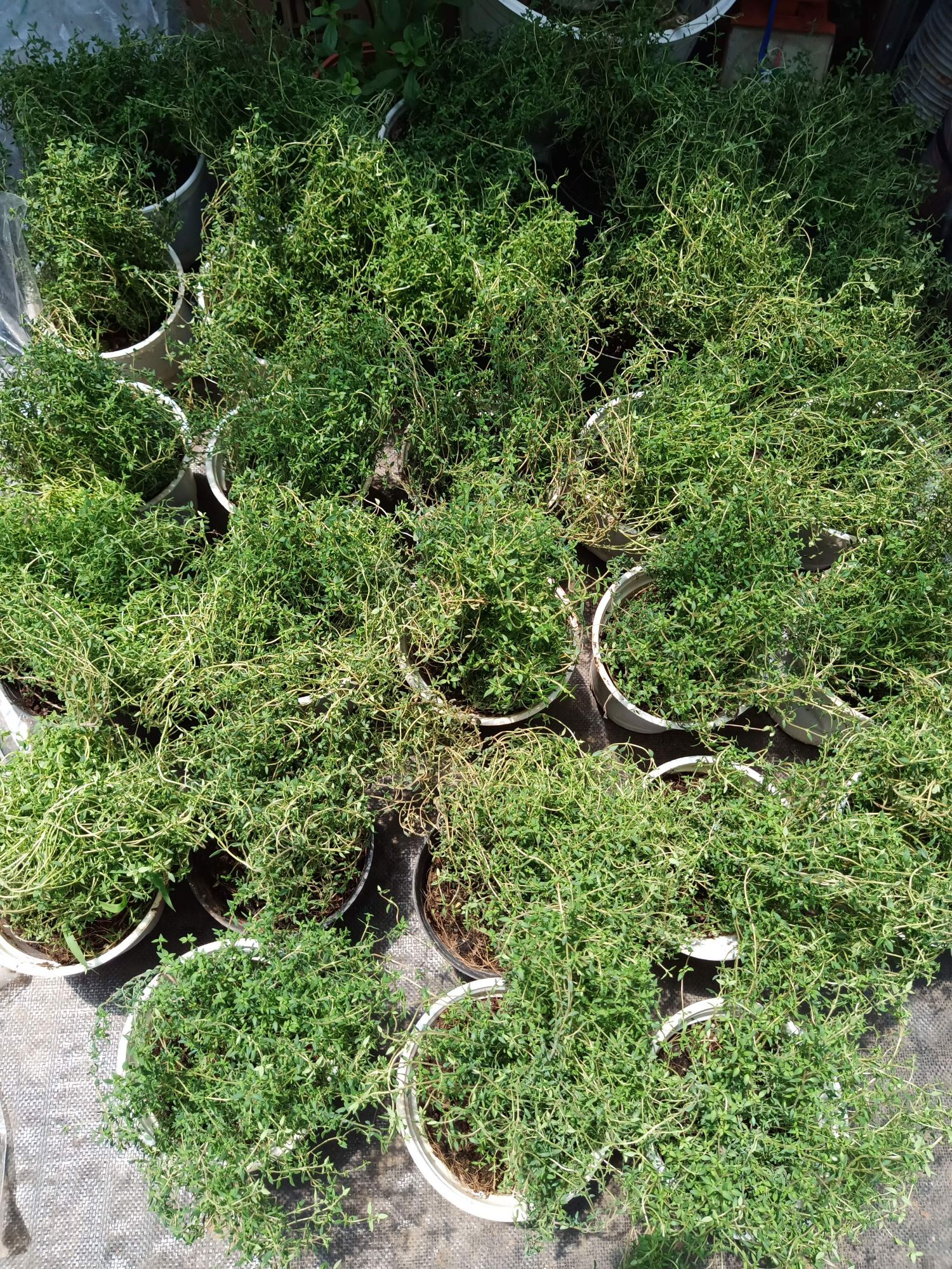 Cỏ xạ hương Thyme - chậu lớn