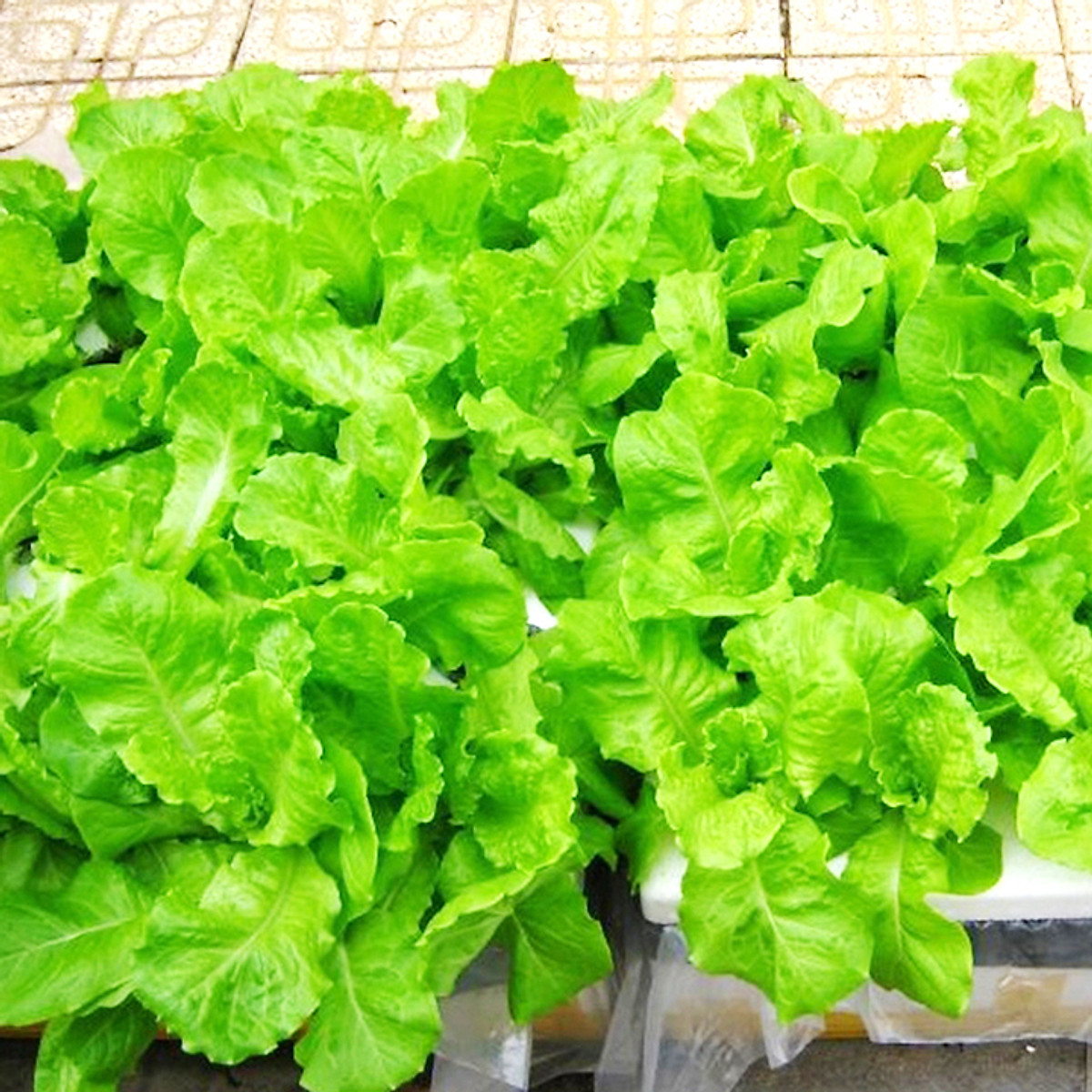 Hạt Giống Xà Lách Baby Ăn Non (10G ~ 600 hạt) Rất Nhanh Thu Hoạch, Dễ Trồng