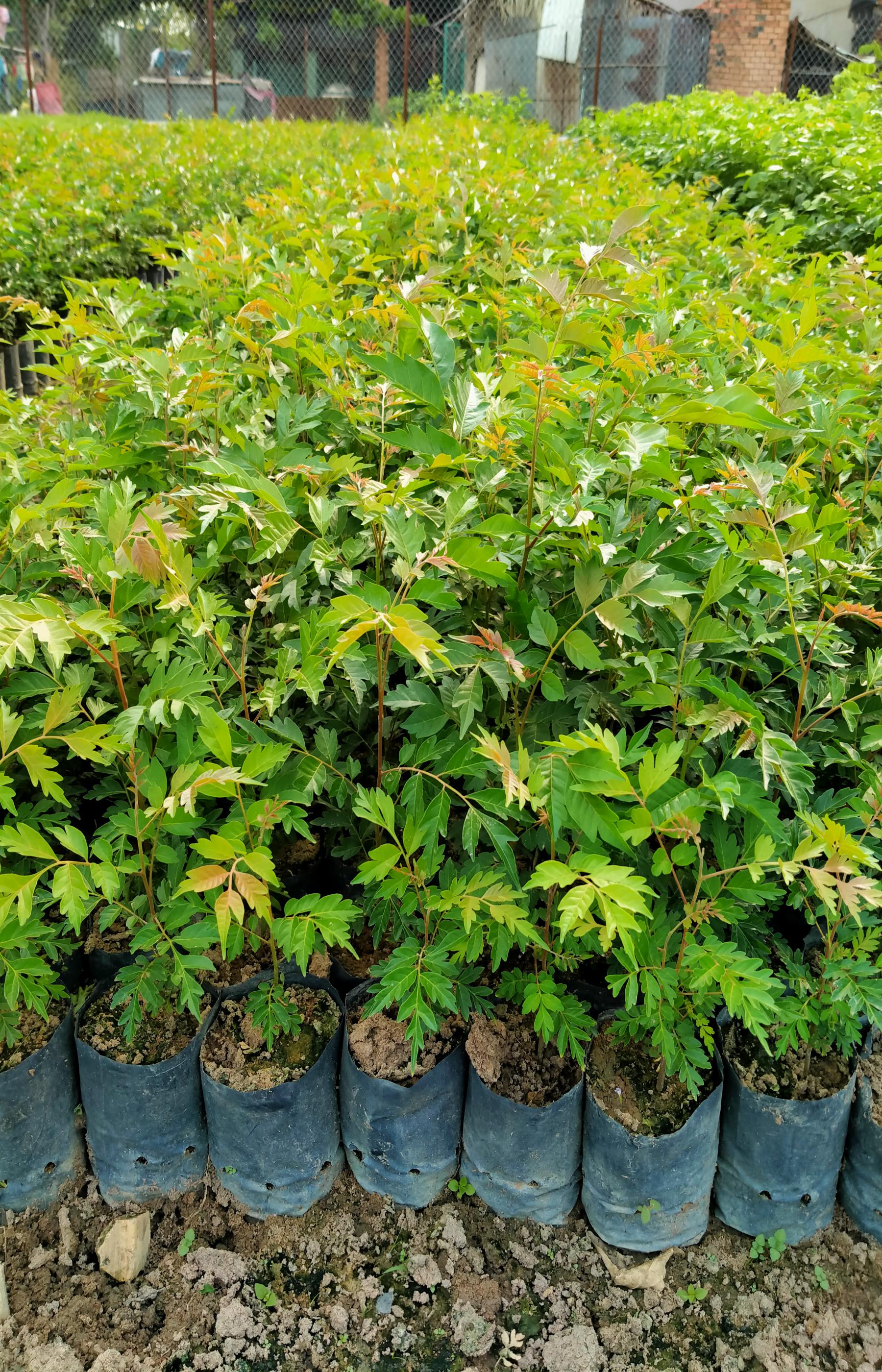 Combo 6 cây lát hoa trồng lấy gỗ quý