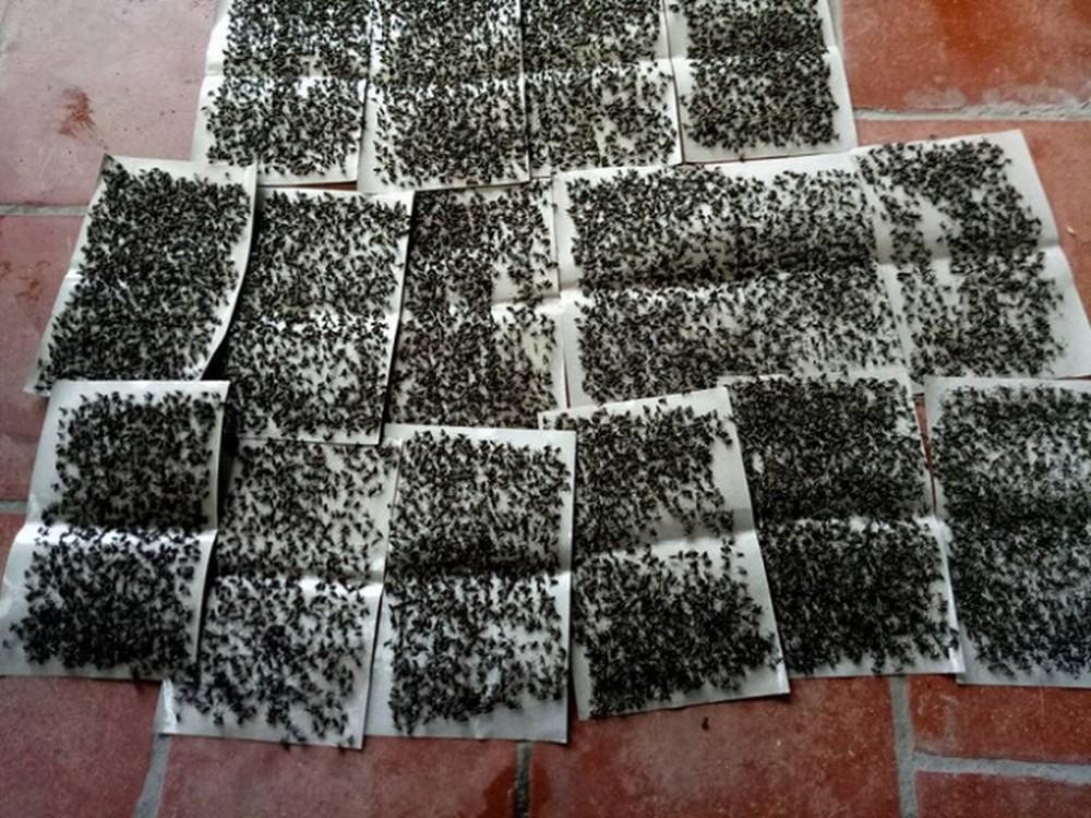 50 tấm keo dính bẫy ruồi