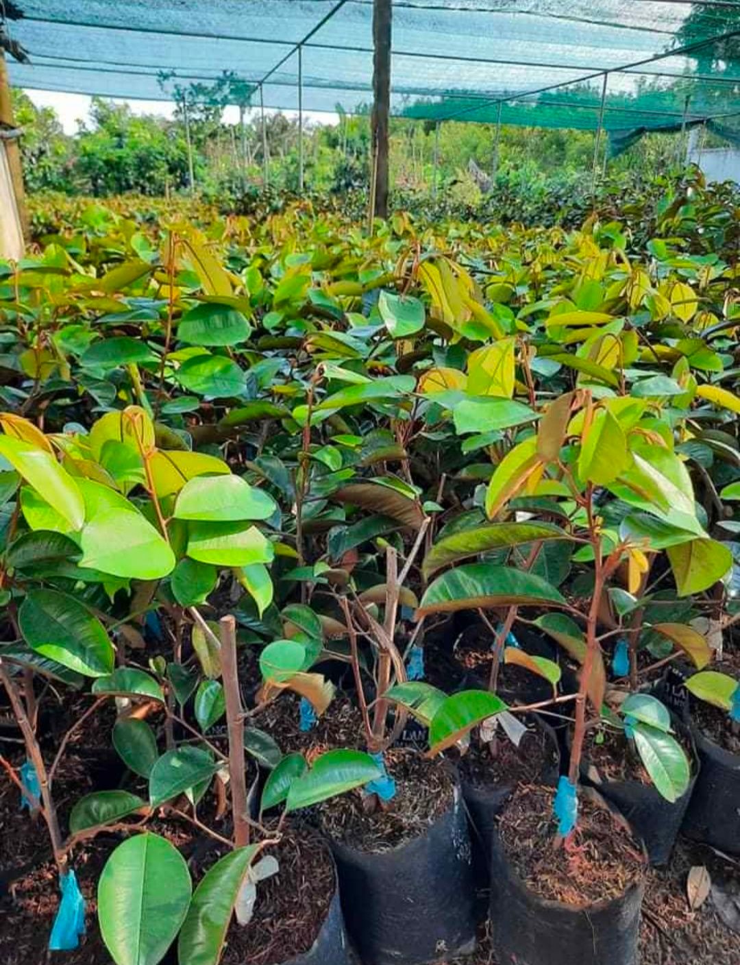 Vú sữa lò rèn