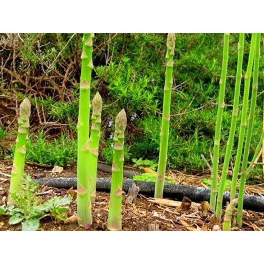 Hạt Măng Tây - Gói 10 Hạt