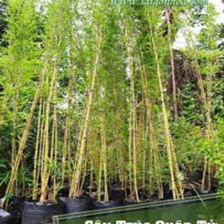 CÂY TRÚC QUÂN TỬ