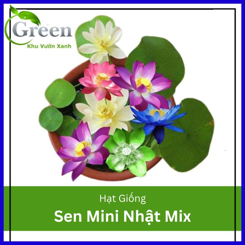 Hạt Giống Sen Mini Nhật (10H)