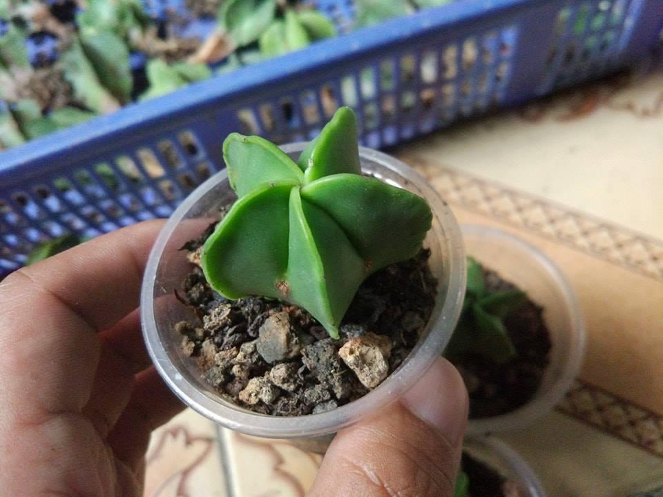 Hạt Giống Xương Rồng Astro ( 20 hạt gói )