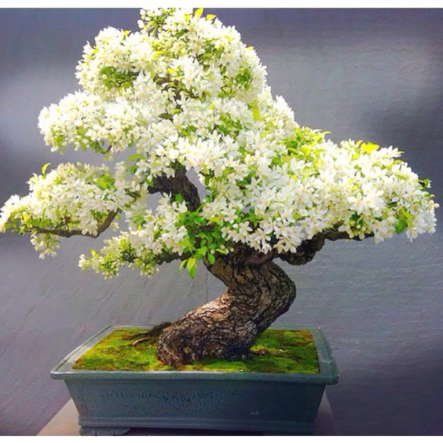 Cỏ Bột Rêu , Sợi