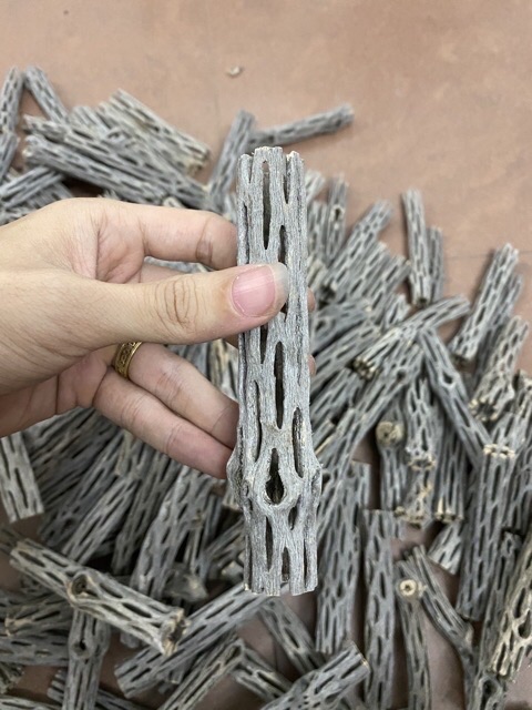 Lũa xương rồng cholla cactus cho tép cảnh - 1 thanh