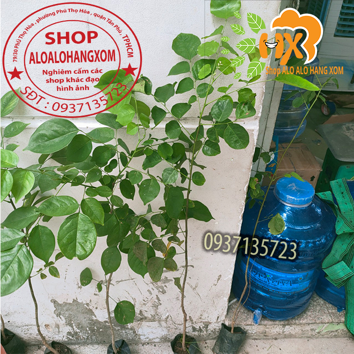 [HCM]combo 5 cây giáng hương cây giống